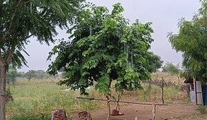 Nagaur: पश्चिमी विक्षोभ के चलते बदला मौसम, क्षेत्र में भारी बरसात का दौर जारी